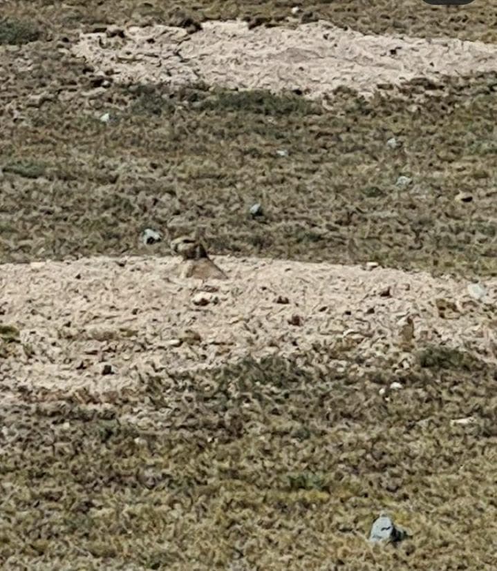 Visitando los perritos de la pradera con MotoChiflados